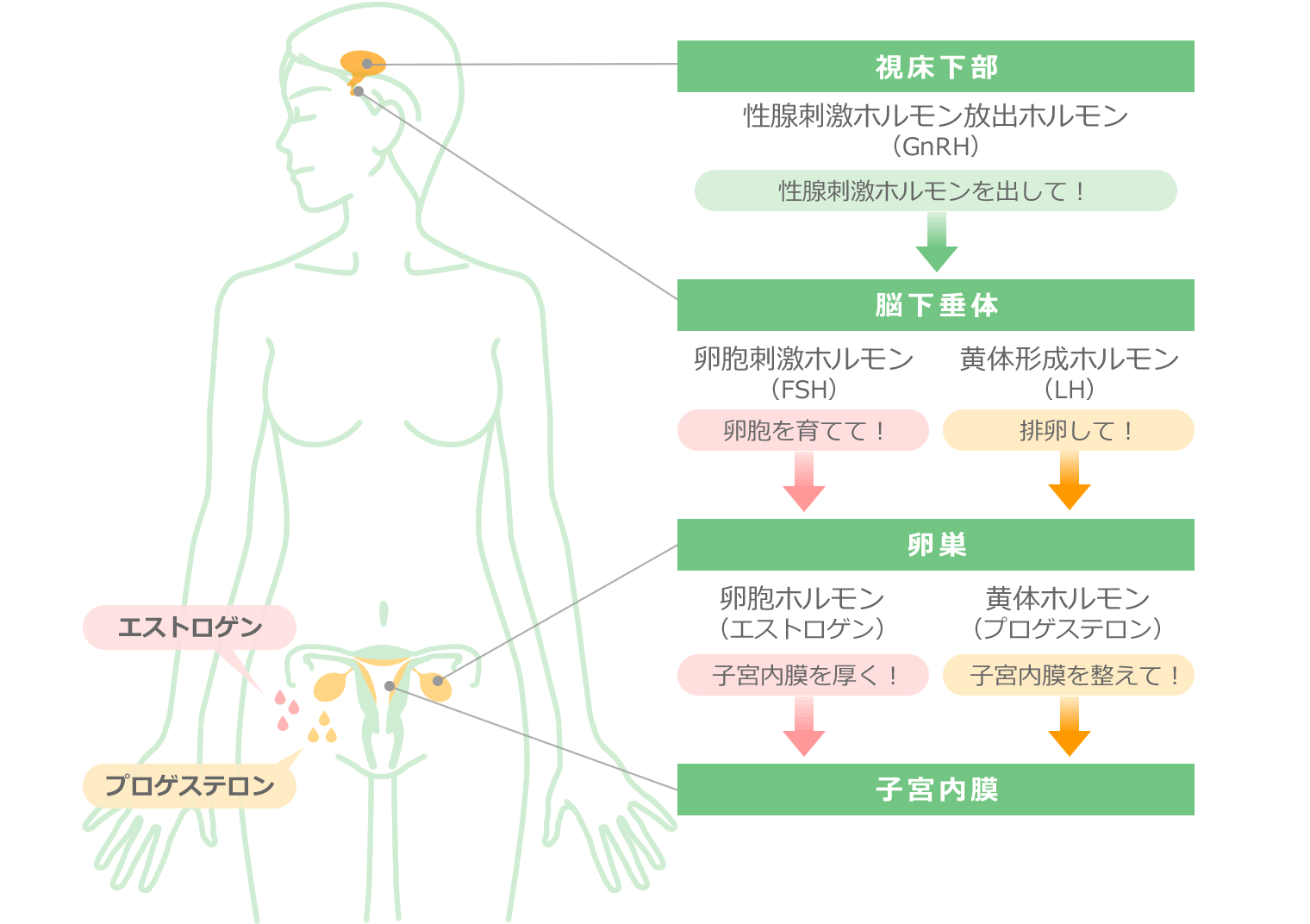 着床に適した子宮内膜を作る イラスト