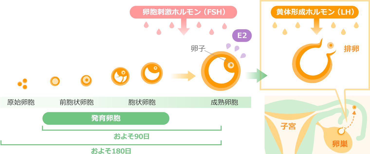 卵胞の成長を助ける イラスト